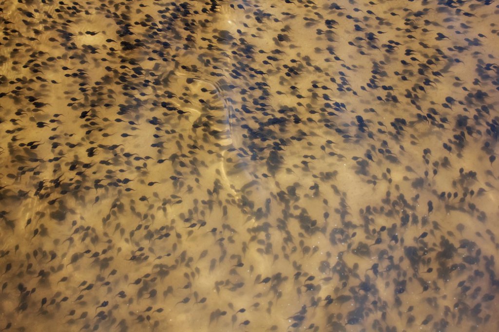 36-Millions of tadpoles.jpg - Millions of tadpoles